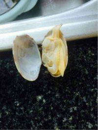 葱油花蛤的做法步骤2