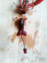 紫苏小龙虾的做法步骤3