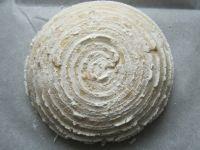 苹果面包的做法步骤13