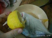 清蒸金枪鱼的做法步骤2