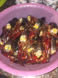 麻辣小龙虾的做法步骤1