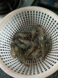 红烧草虾的做法步骤1